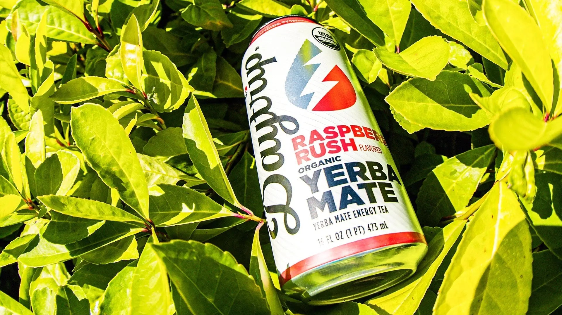 The Science Behind Clean Energy: Why Daytrip's Organic Yerba Mate Keeps You Sharp Without the Crash