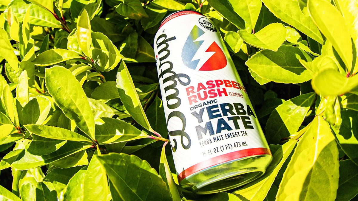 The Science Behind Clean Energy: Why Daytrip's Organic Yerba Mate Keeps You Sharp Without the Crash